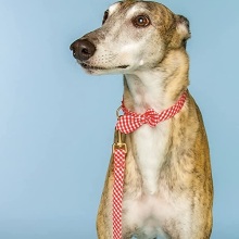 dog wearing gingham leash and collar set from doggy parton