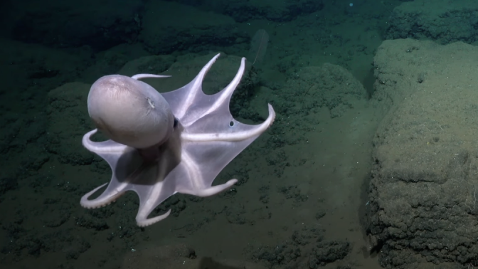 An octopus captured on camera during recent deep sea expedition.